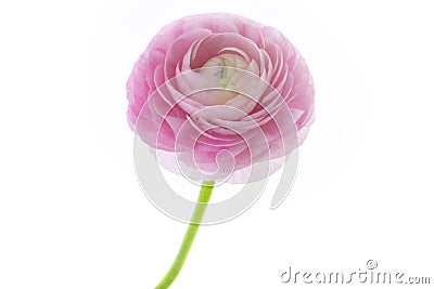 Buttercup flower , bright, thousand petals Stock Photo