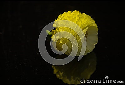 Buttercup flower head with reflection close up isolated on black background Stock Photo