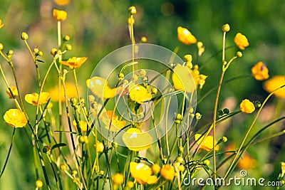 Buttercup flowers close-up on the background of the field. Beaut Stock Photo