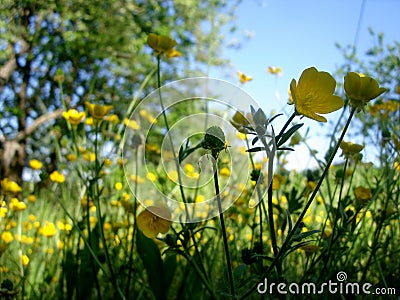 Buttercup flowers on floral meadow against a blue sky Stock Photo