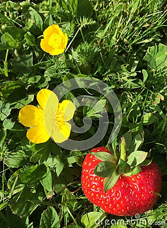 Buttercup flowers Stock Photo