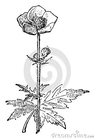 Buttercups or ranunculus, vintage engraving Vector Illustration