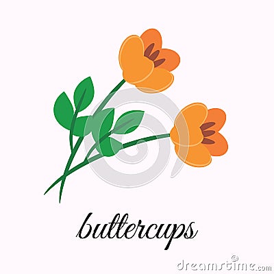Buttercups Stock Photo