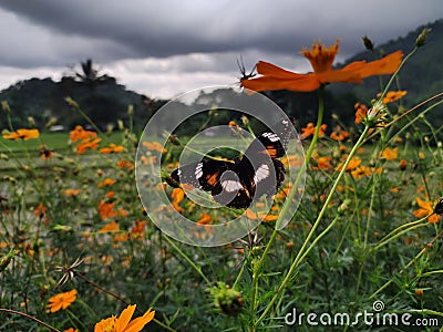Butterflie are sucking nectar from orange flowers Stock Photo