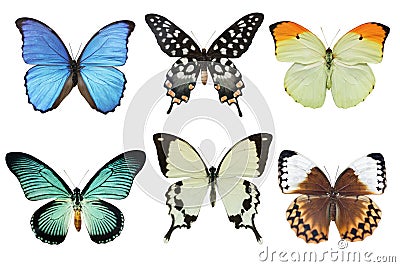 Butterflies Stock Photo