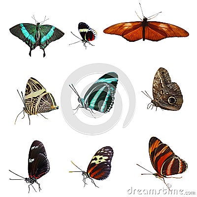 Butterflies Stock Photo