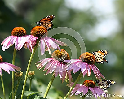 Butterflies Stock Photo