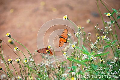 Butterflies Stock Photo
