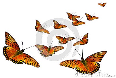 Butterflies Stock Photo