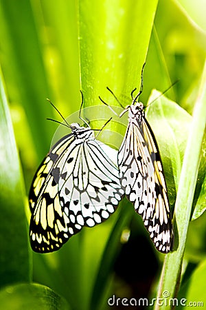 Butterflies Stock Photo