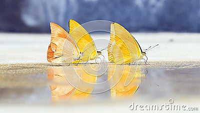 Butterflies appear early in the summer Stock Photo