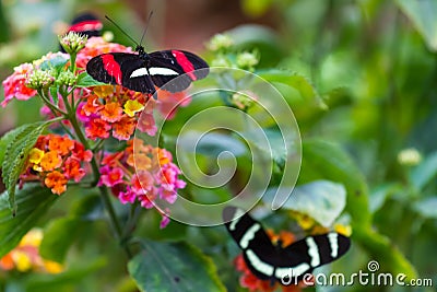 Butterflies Stock Photo