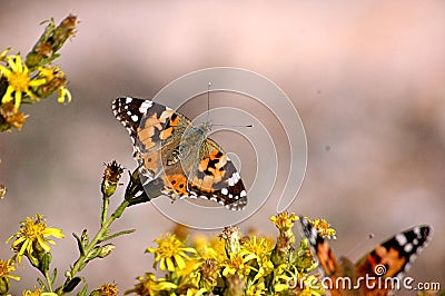 Butterflies on a bush Stock Photo