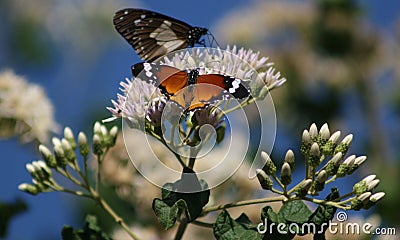 Butterflies in the bushveld taking flight Stock Photo