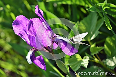 White butterfly on a purple iris Stock Photo