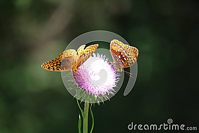 Butterflies Stock Photo