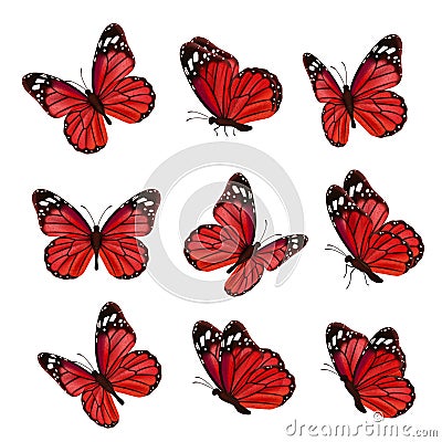 Butterflies collection. Beautiful nature colored flying insects ornamental wings moth vector realistic butterfly Vector Illustration