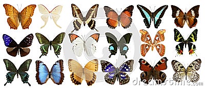 Butterflies collection colorful isolated on white Stock Photo