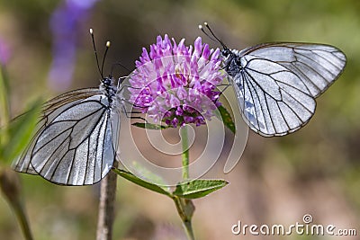 Butterflies divided the flower equally. Stock Photo