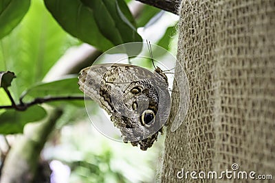 Butterflies entomology Stock Photo