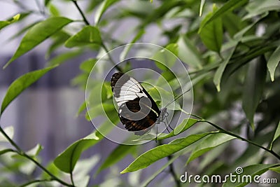 Butterflies entomology Stock Photo