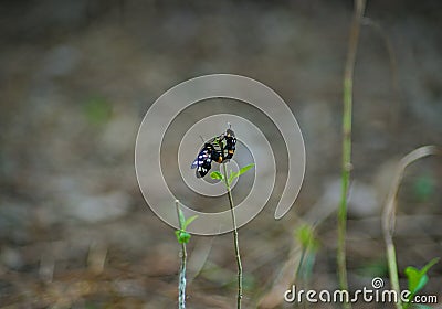 Butterflies facing each other while standing on branchlet Stock Photo