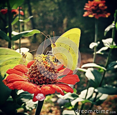 Butterflies on Flower Stock Photo