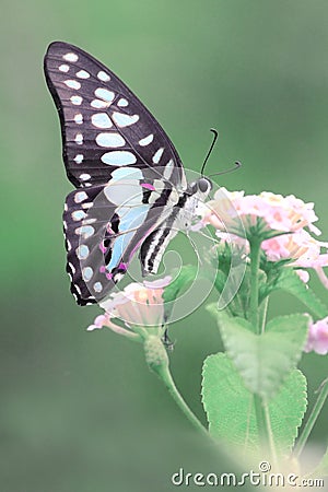 Butterflies flower macro photo detail view Stock Photo