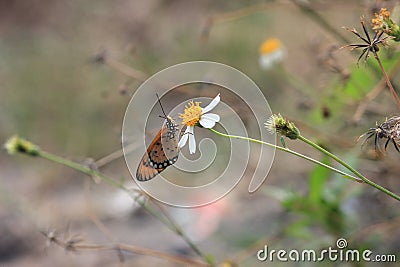 Butterflies flower macro photo detail view Stock Photo