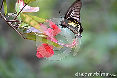 Butterflies flower nature beauty red Stock Photo