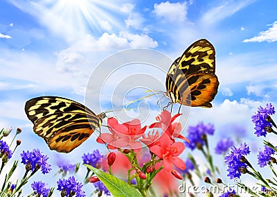 Butterflies with flowers Stock Photo