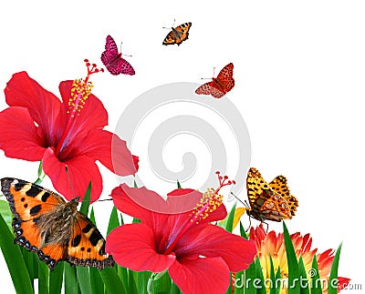 Butterflies on flowers Stock Photo