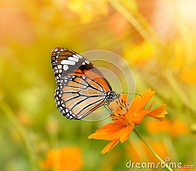 Butterflies and Flowers Stock Photo