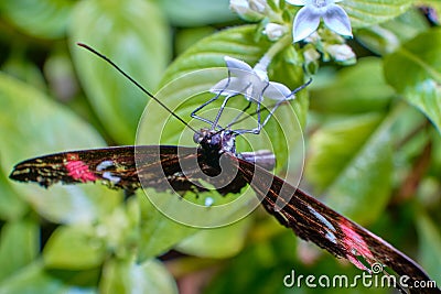 Beautiful butterfly a macro photo in the format 1:1 - 2:1 Stock Photo