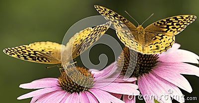 Butterflies on flowers Stock Photo