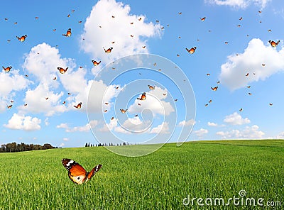 Butterflies flutter over the green field on a beautiful sunny day Stock Photo