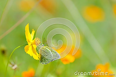 Butterflies in the garden,butterfly on orange flower Background blur. Stock Photo