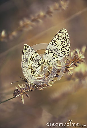 Two special butterflies Stock Photo