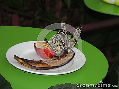 Butterflies having lunch Stock Photo