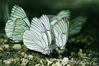 Butterflies Stock Photo