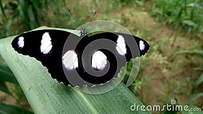 Butterflies are insects in the macrolepidopteran clade Rhopalocera from the order Lepidoptera, which also includes moths Stock Photo