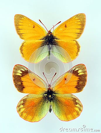 Butterflies isolated on white. Orange butterfly Colias staudingeri macro, pieridae, collection butterflies Stock Photo