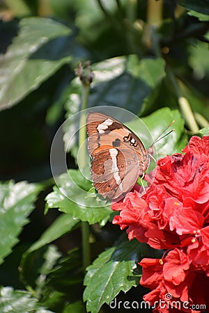 Butterflies, Lepidoptera. Stock Photo