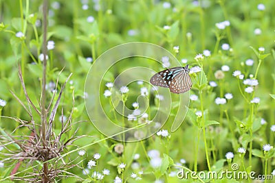 Butterflies live in gardens. Stock Photo