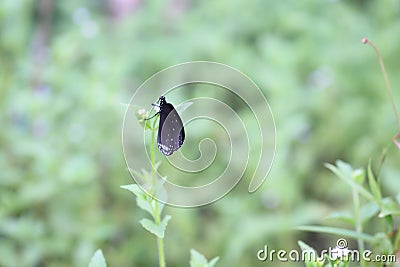 Butterflies live in gardens. Stock Photo