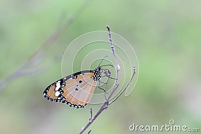 Butterflies live in gardens. Stock Photo