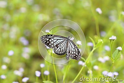 Butterflies live in gardens. Stock Photo