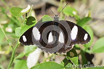 Butterflies look for honey in the morning Stock Photo