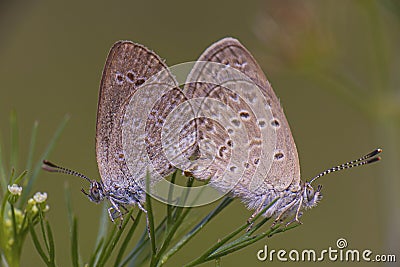 Butterflies mating on grass Stock Photo