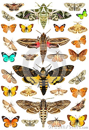 Butterflies and moths Stock Photo